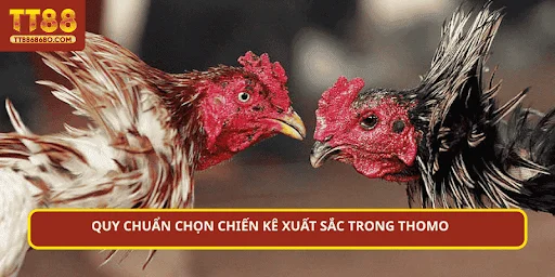 Quy chuẩn chọn chiến kê xuất sắc trong Thomo